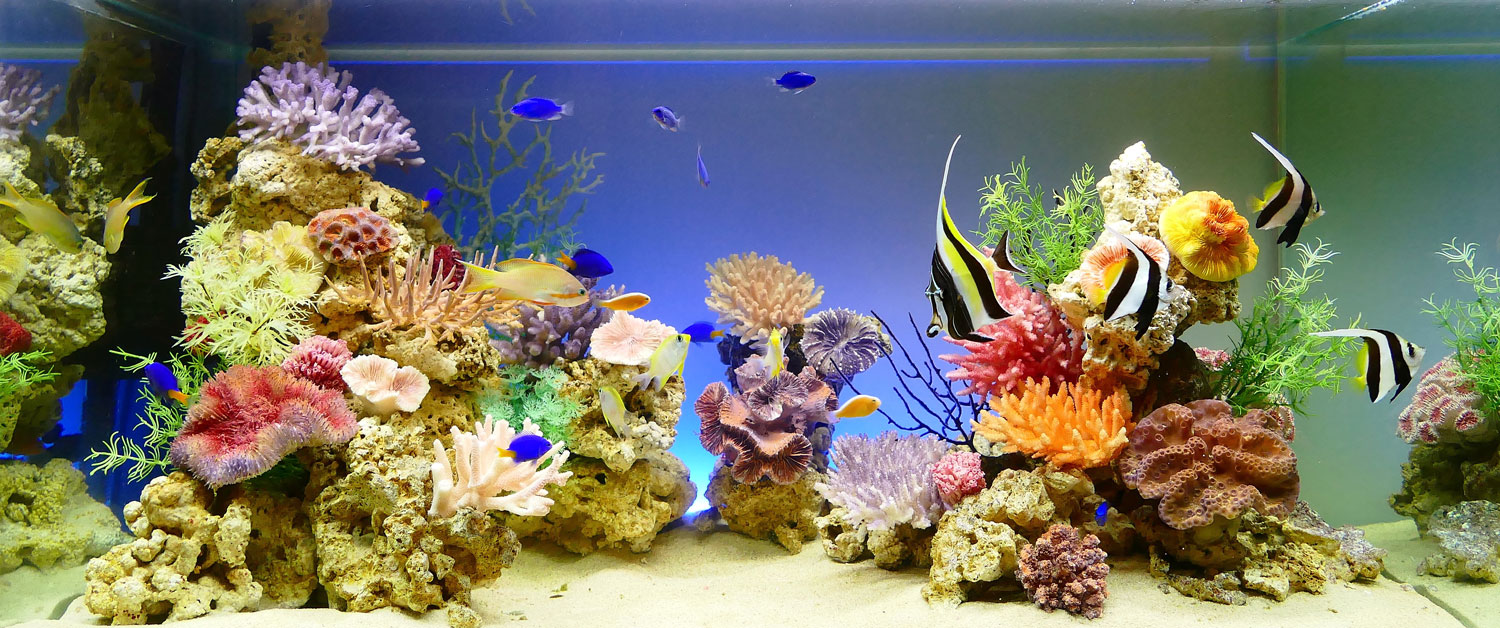 第11回aquarium Tojo 全国フォトコンテスト17 業界no 1の実績 株式会社 Aquarium Tojo 熱帯魚レンタル 水槽レンタル アクアリウム メンテナンス 東城