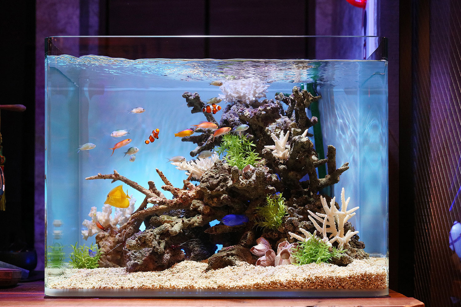 第11回aquarium Tojo 全国フォトコンテスト17 業界no 1の実績 株式会社 Aquarium Tojo 熱帯魚レンタル 水槽レンタル アクアリウム メンテナンス 東城