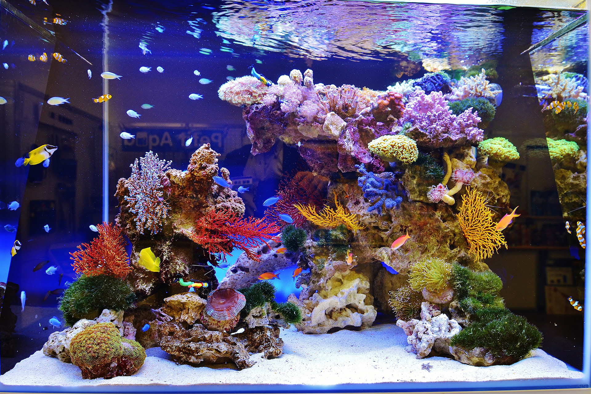 期間限定　海水魚　珊瑚用　水槽キャビネット　水槽セット　オーバーフロー